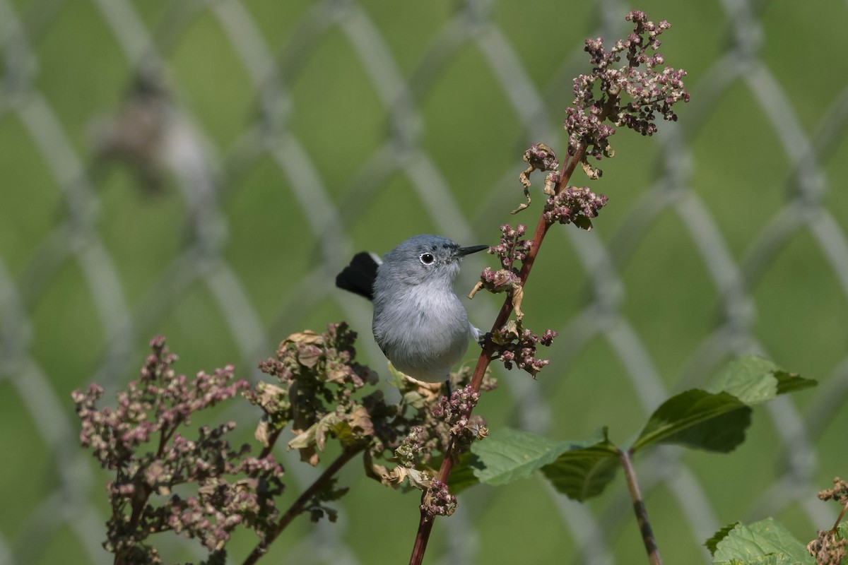 Gobemoucheron gris-bleu - ML316454341