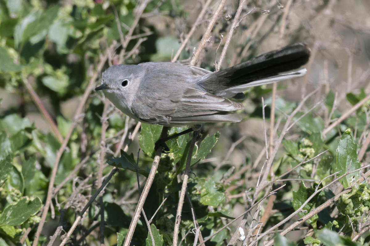 Blue-gray Gnatcatcher - James McNamara