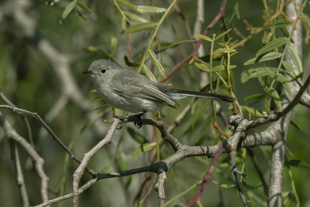 Blue-gray Gnatcatcher - ML316454361