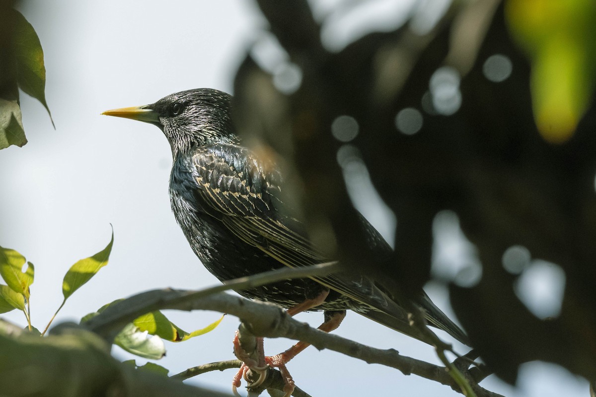 European Starling - ML316454491