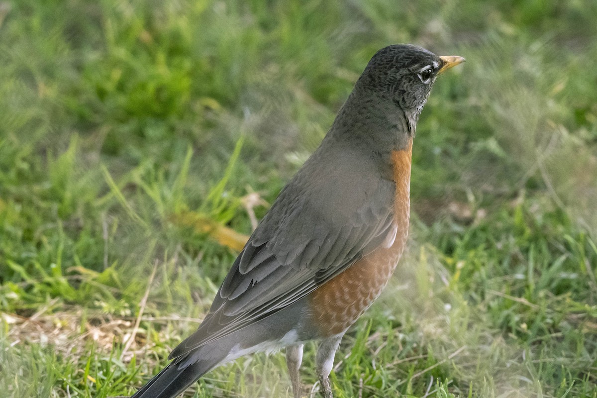 American Robin - ML316454591