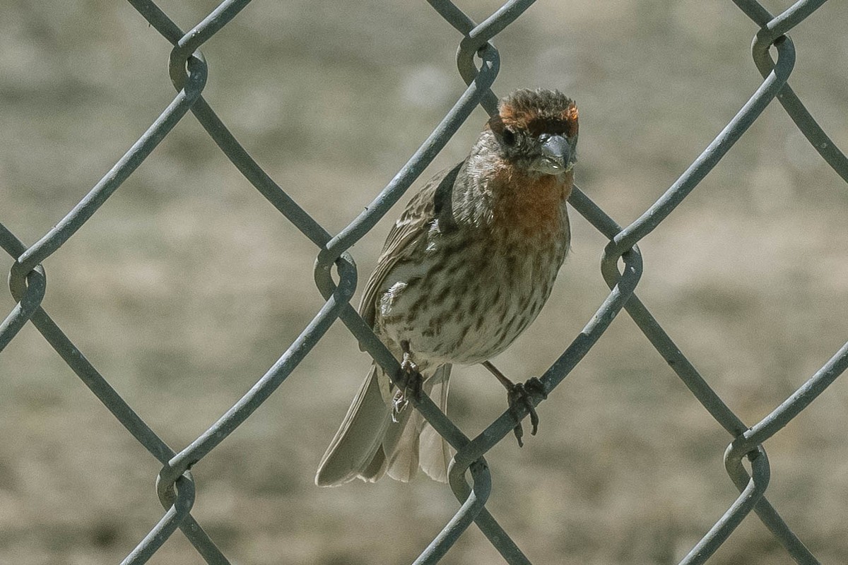 House Finch - ML316454811