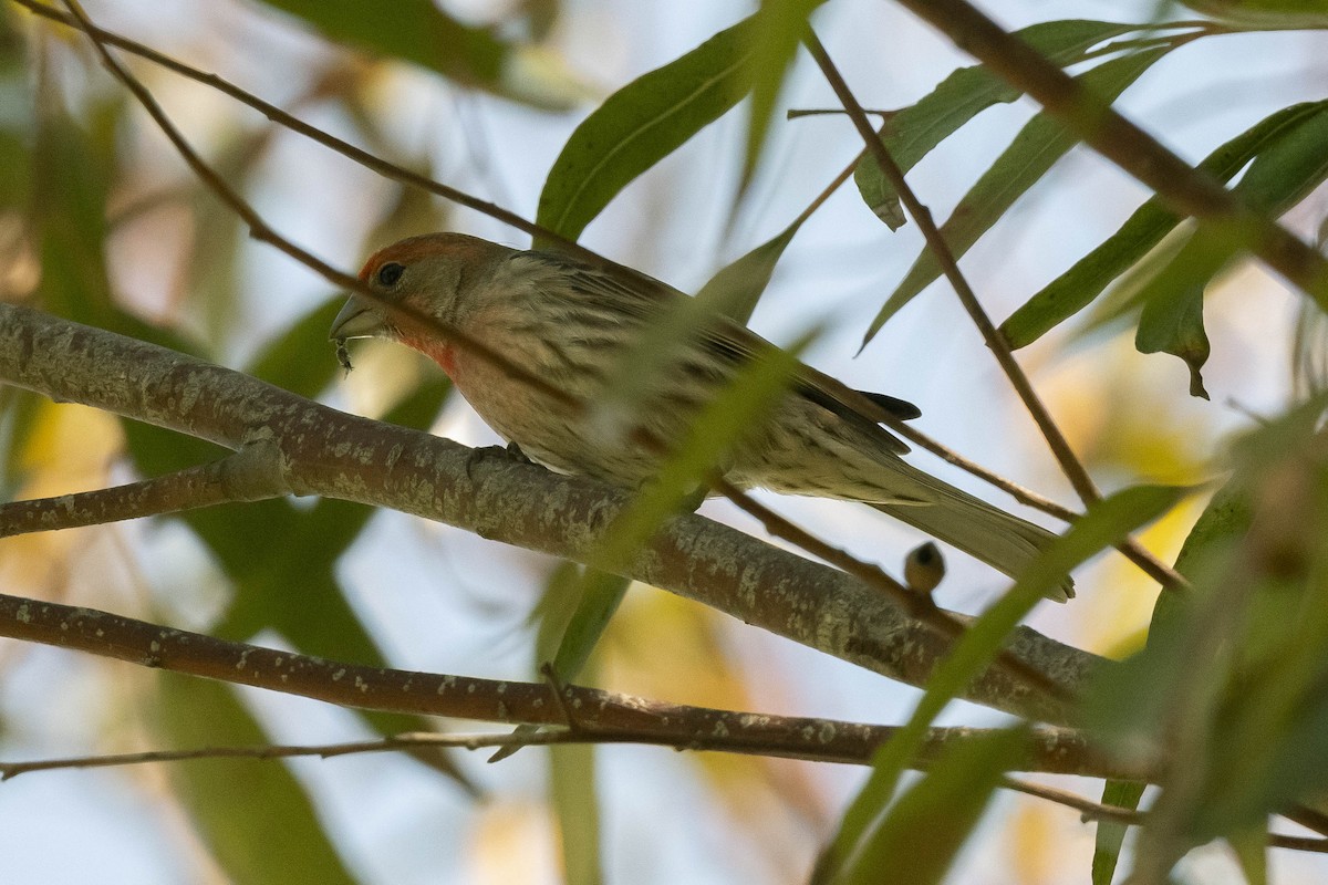 House Finch - ML316454831