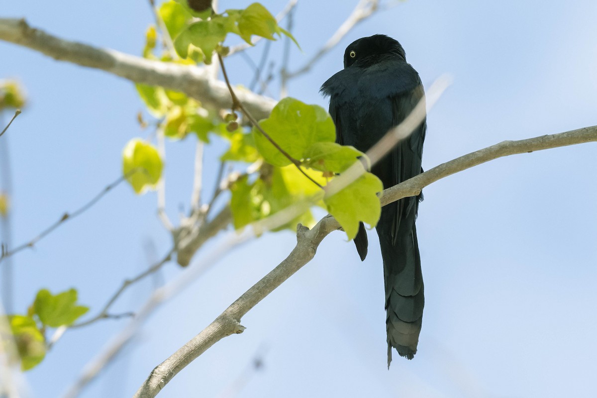 Great-tailed Grackle - James McNamara