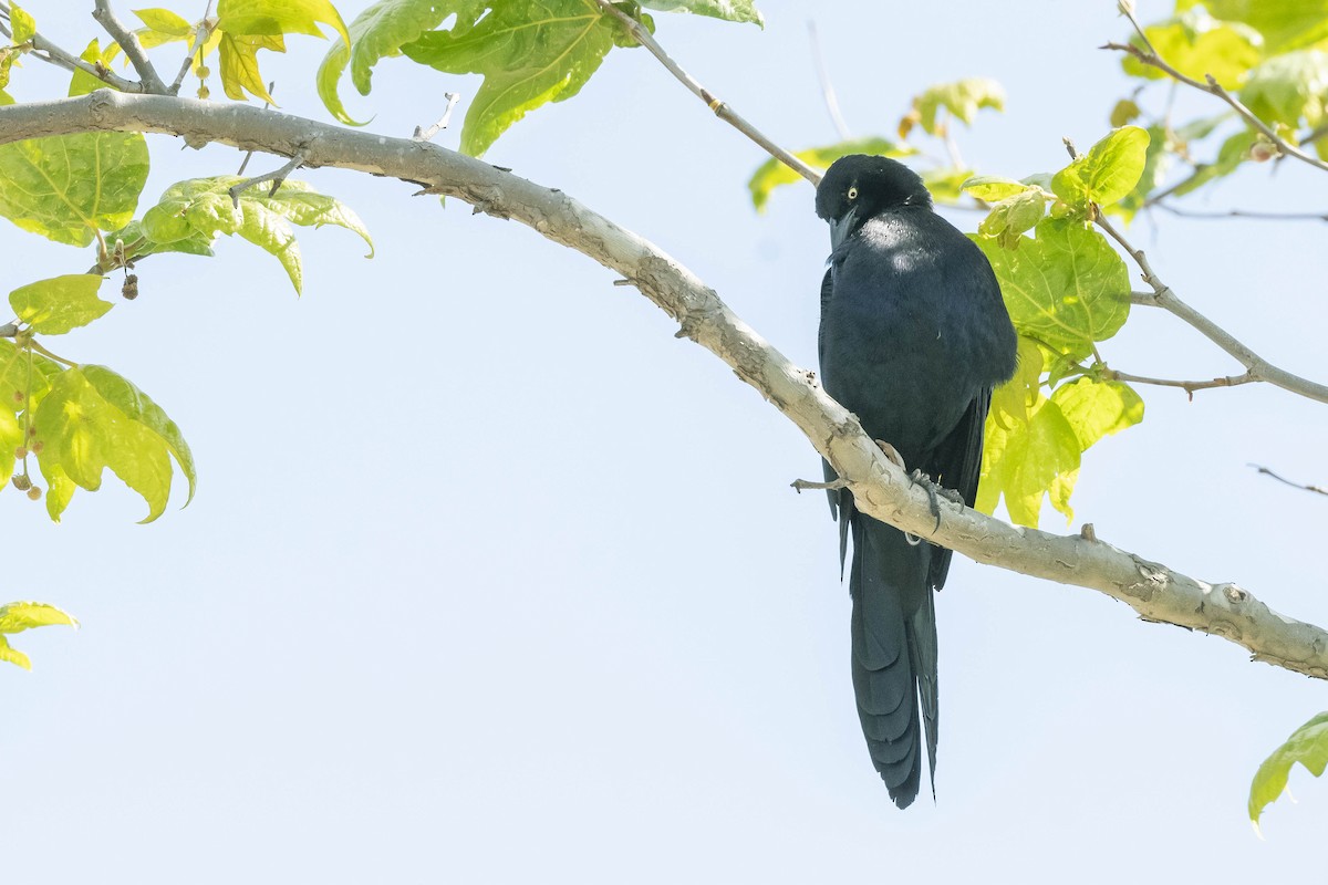 Great-tailed Grackle - James McNamara