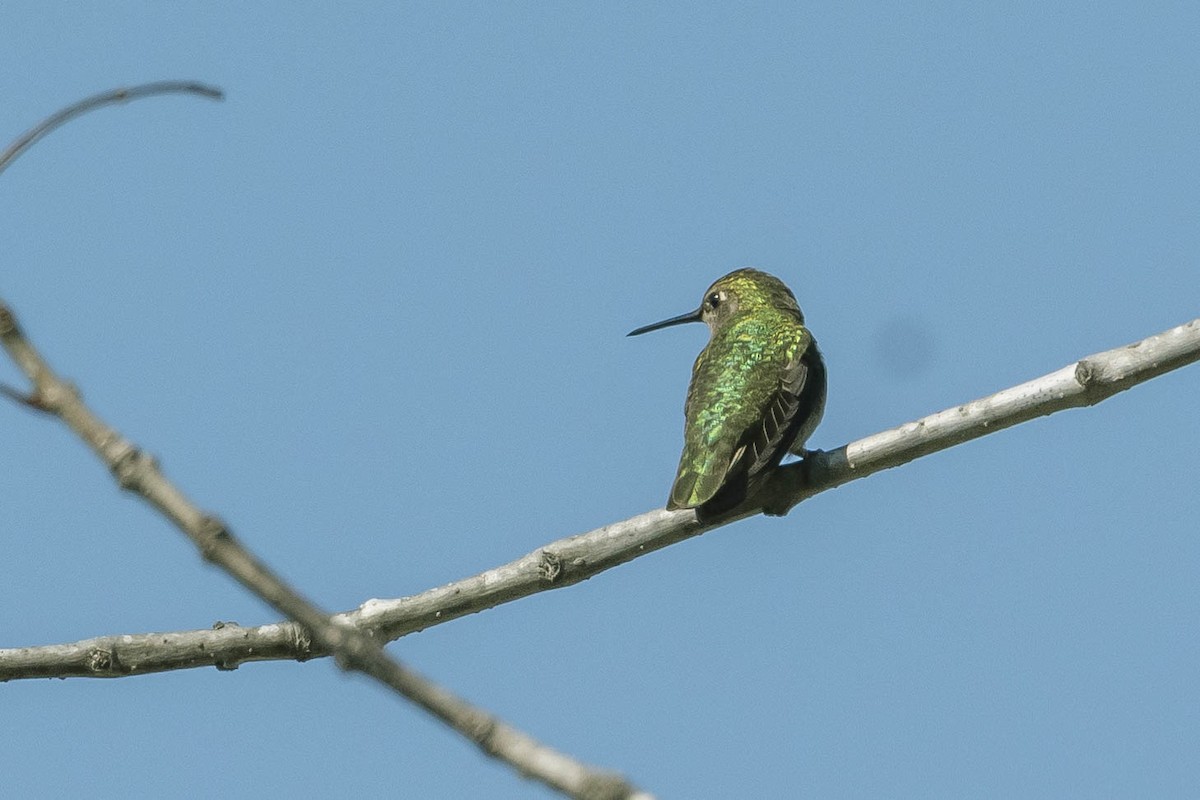 rødmaskekolibri - ML316456041