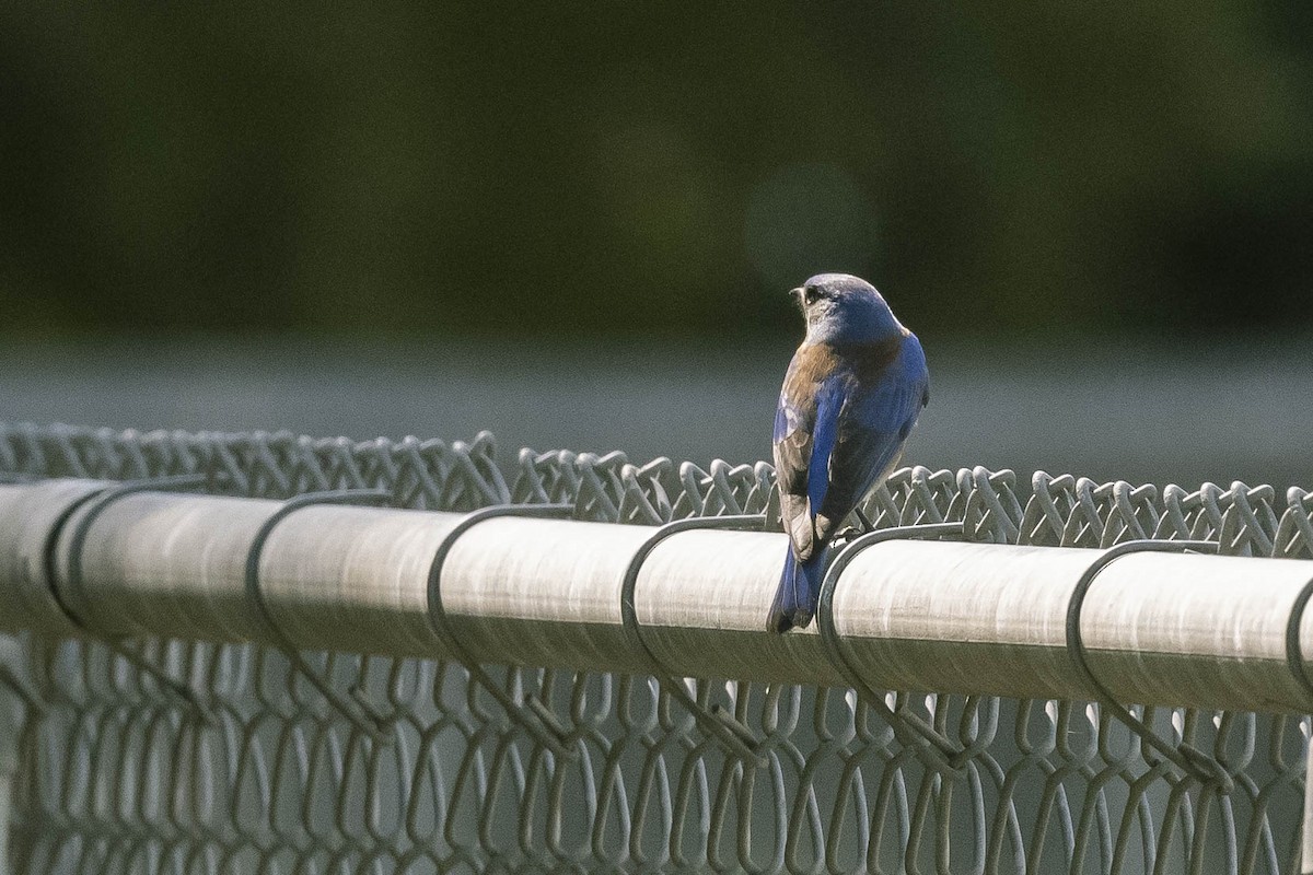 Western Bluebird - ML316456111