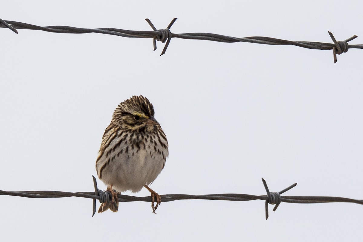 Savannah Sparrow - ML316456191