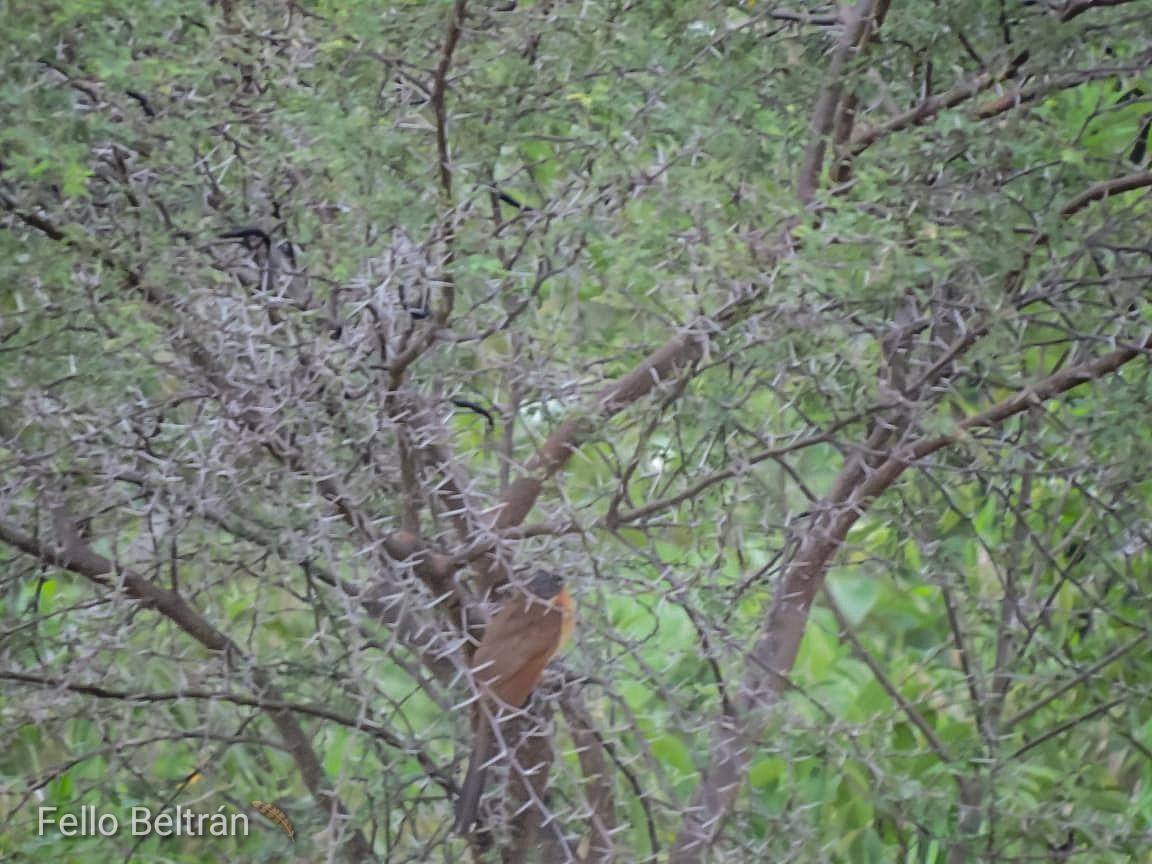 Gray-capped Cuckoo - ML316456261