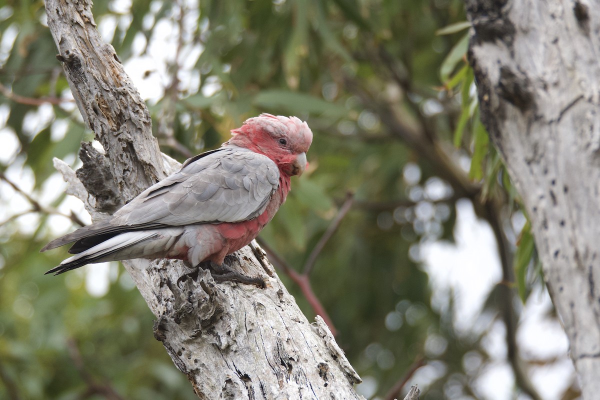 Galah - ML316456821