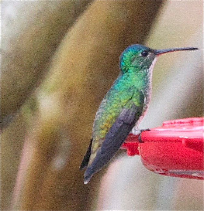 Andean Emerald - ML31645771