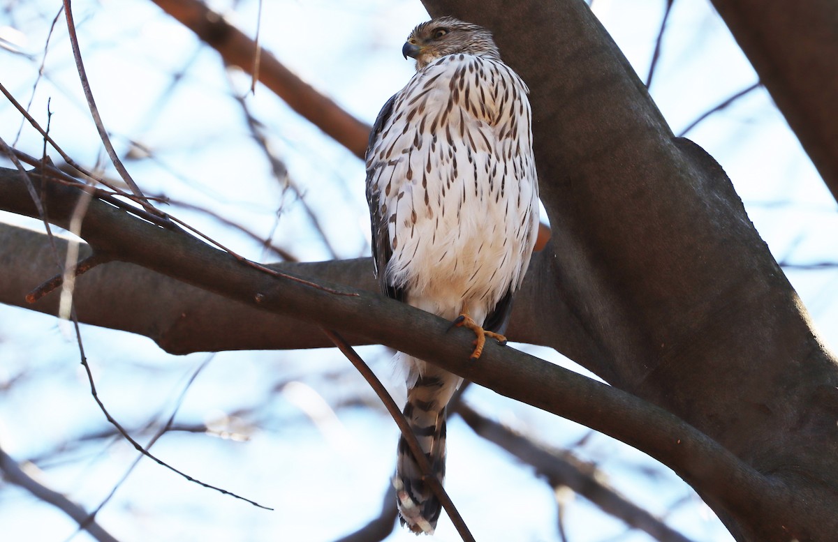 Cooper's Hawk - Stefan Mutchnick