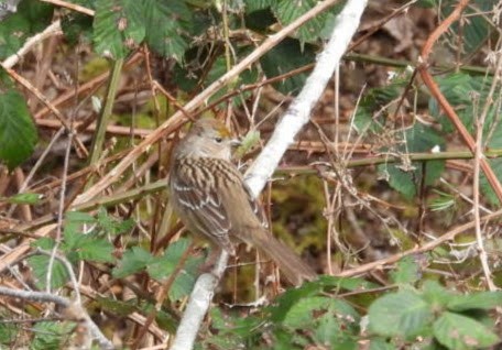 Golden-crowned Sparrow - James Daniel