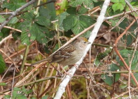 Golden-crowned Sparrow - James Daniel
