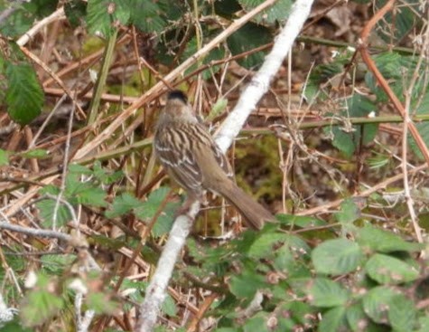 Golden-crowned Sparrow - James Daniel