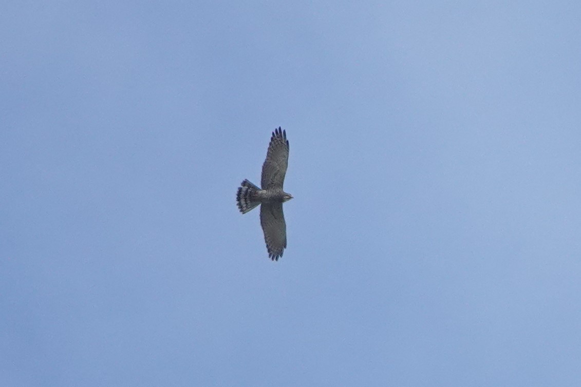 Gray-faced Buzzard - ML316459111