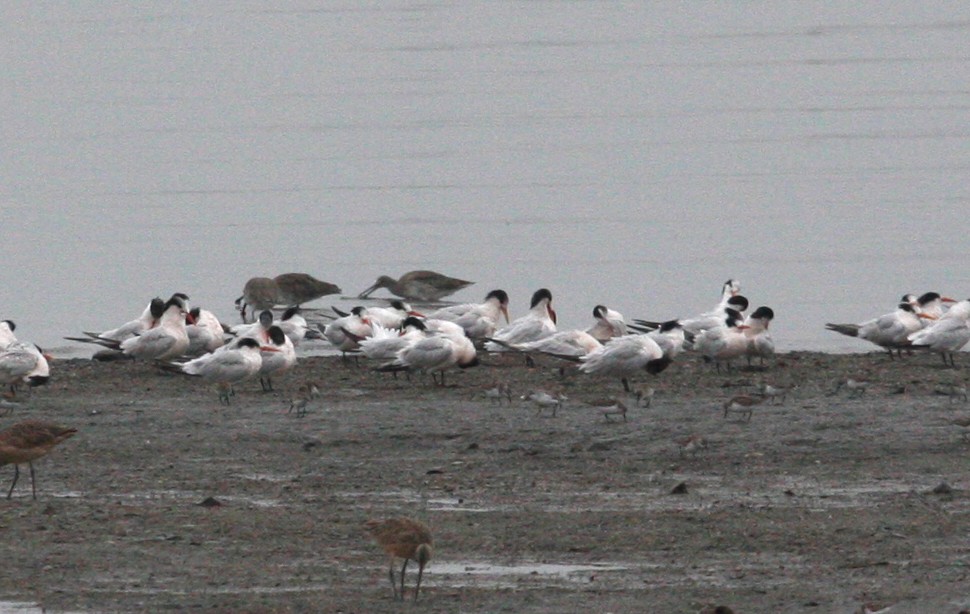 Elegant Tern - Brooke Miller