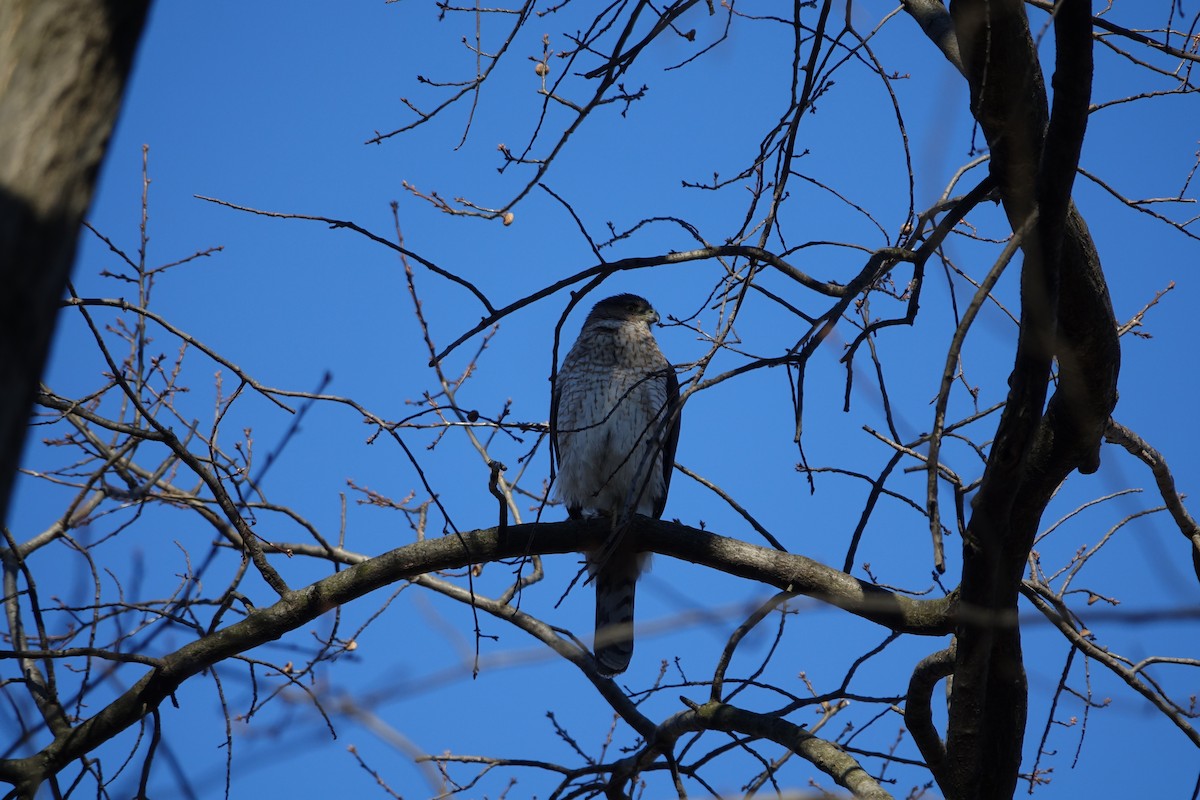 Cooper's Hawk - ML316460261