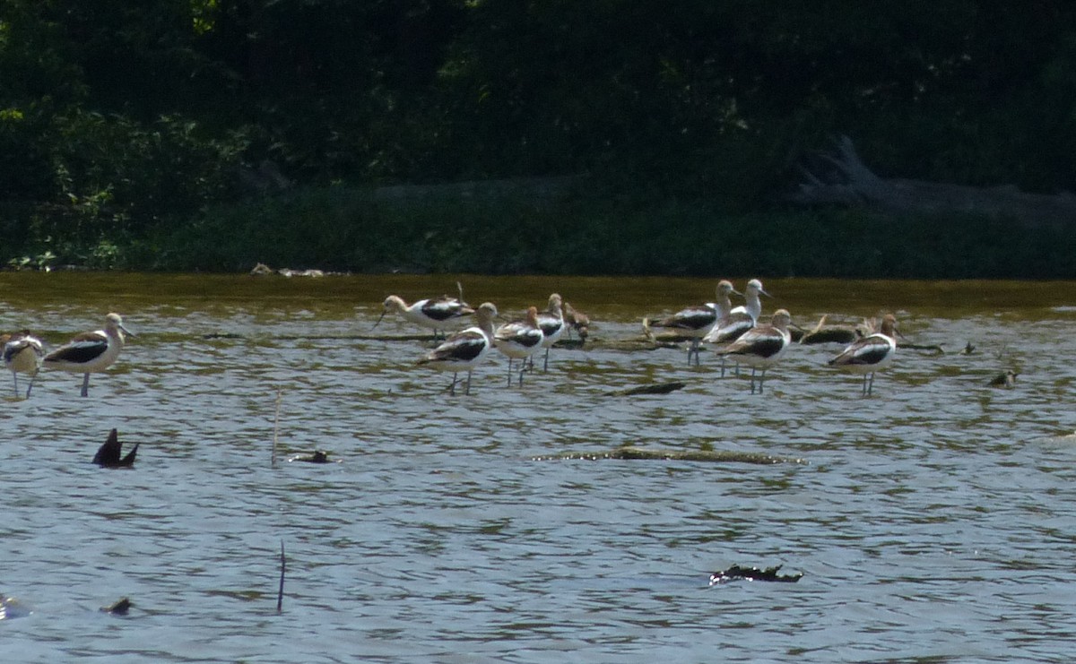 American Avocet - George Andrews