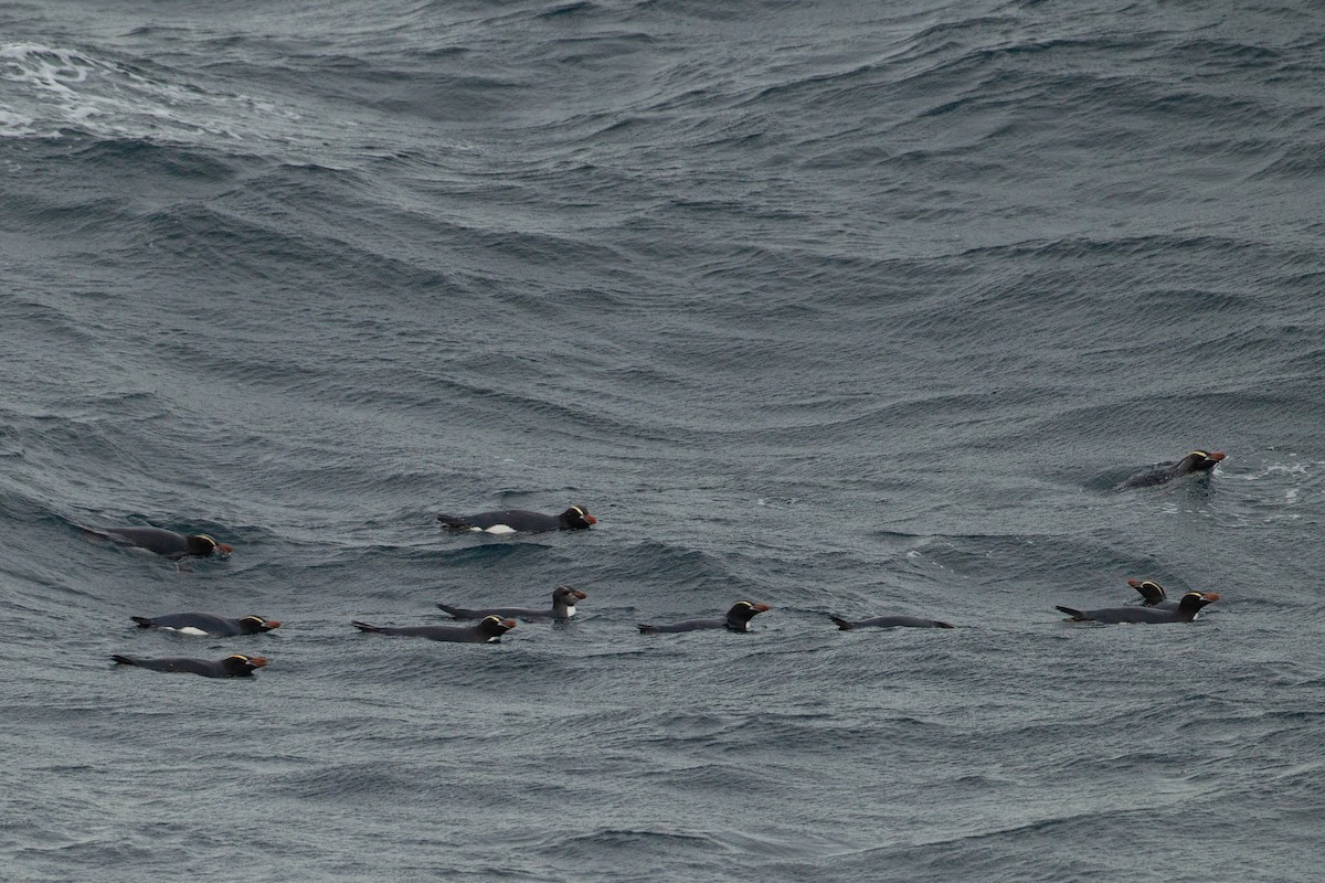 Erect-crested Penguin - ML316463661