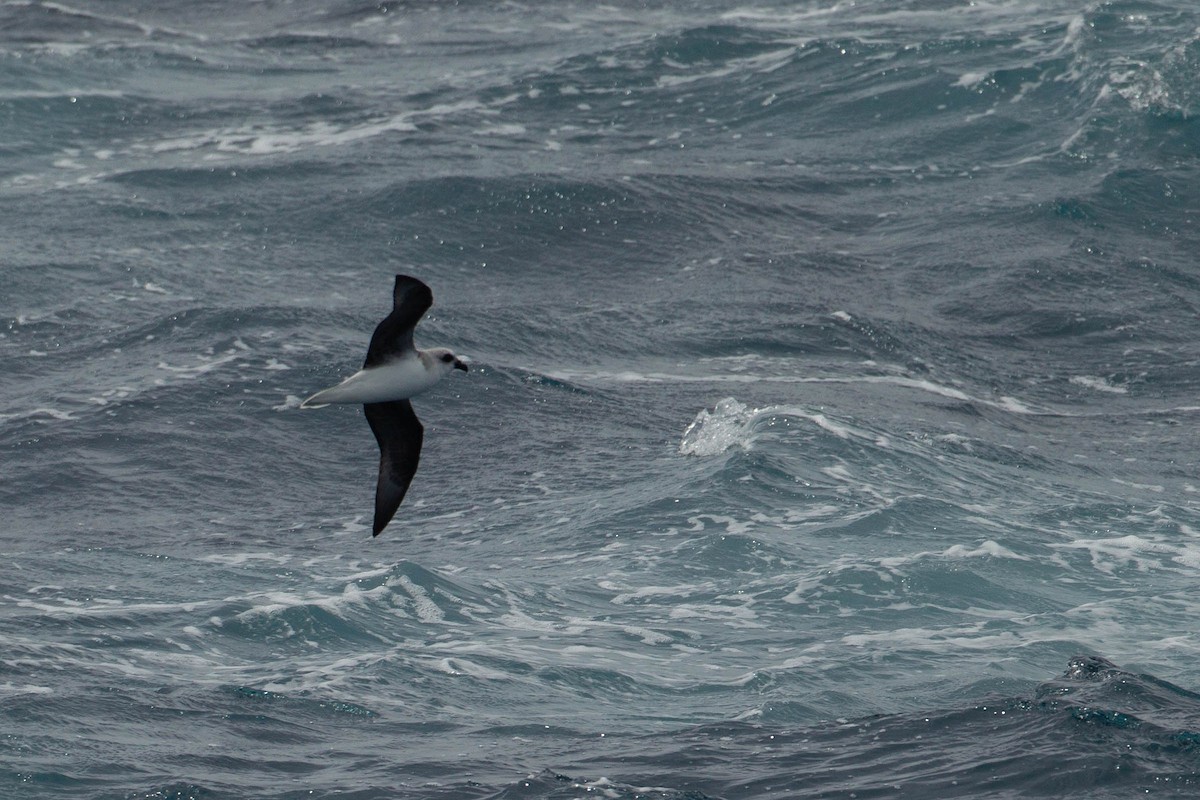 White-headed Petrel - ML316463831