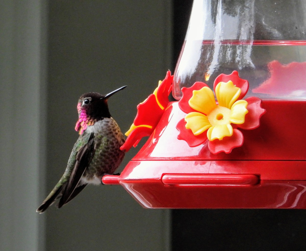 Anna's Hummingbird - ML316463851