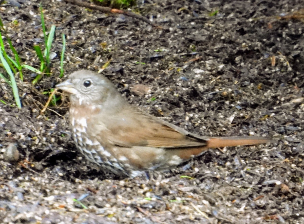 Fox Sparrow - ML316463921