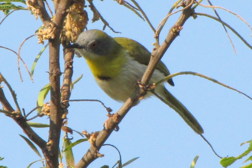 Apalis à gorge jaune - ML316465851