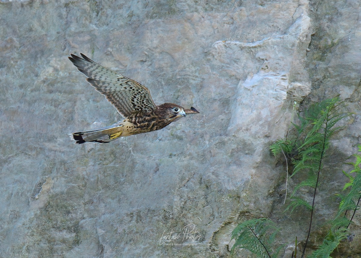 Spotted Kestrel - Allan Barredo