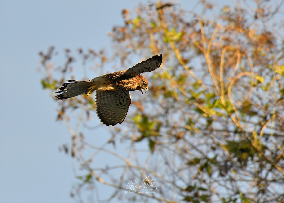 Spotted Kestrel - Allan Barredo