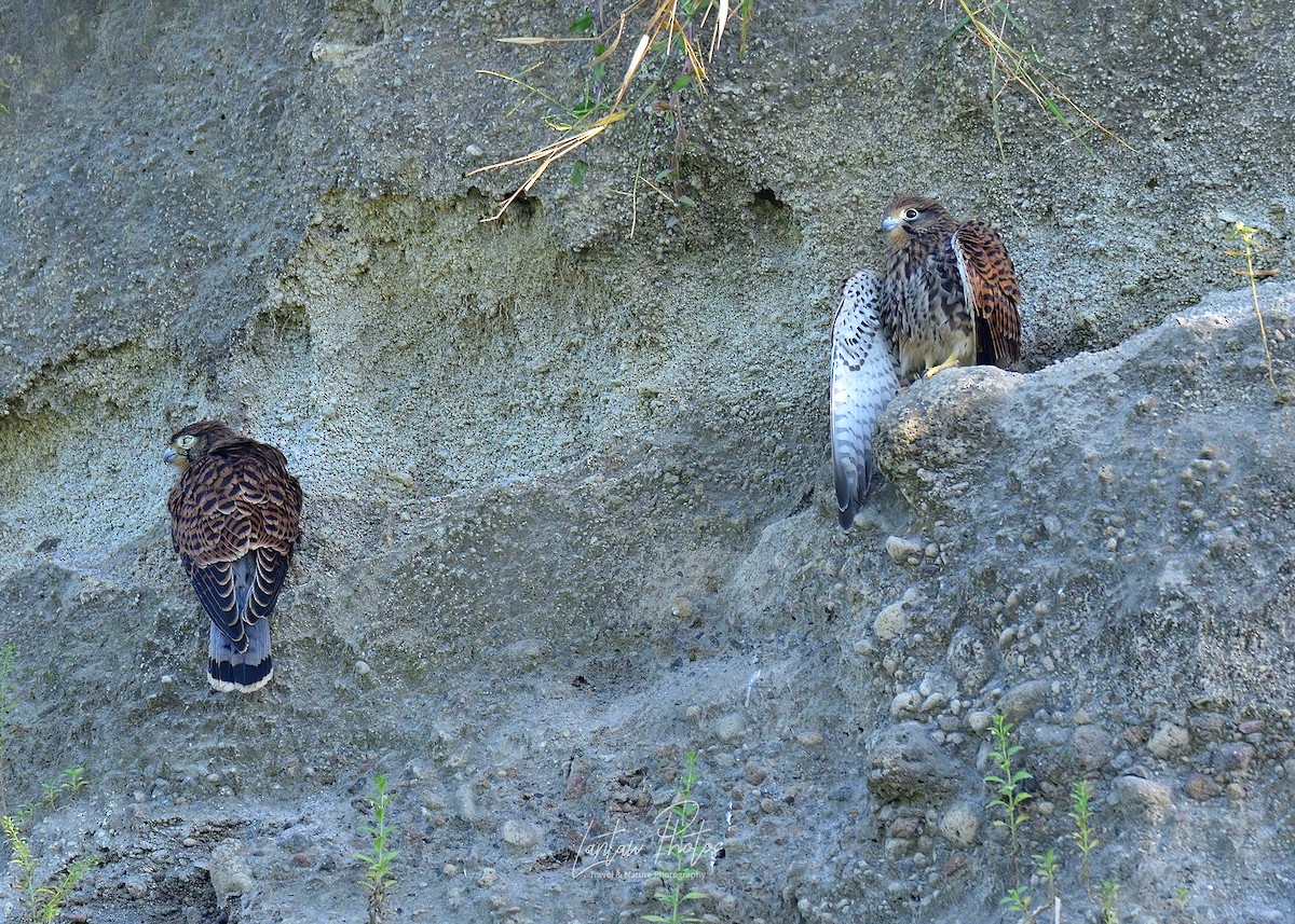 Spotted Kestrel - Allan Barredo