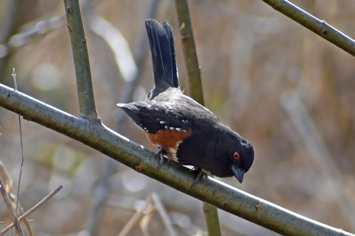 Spotted Towhee - ML316467461
