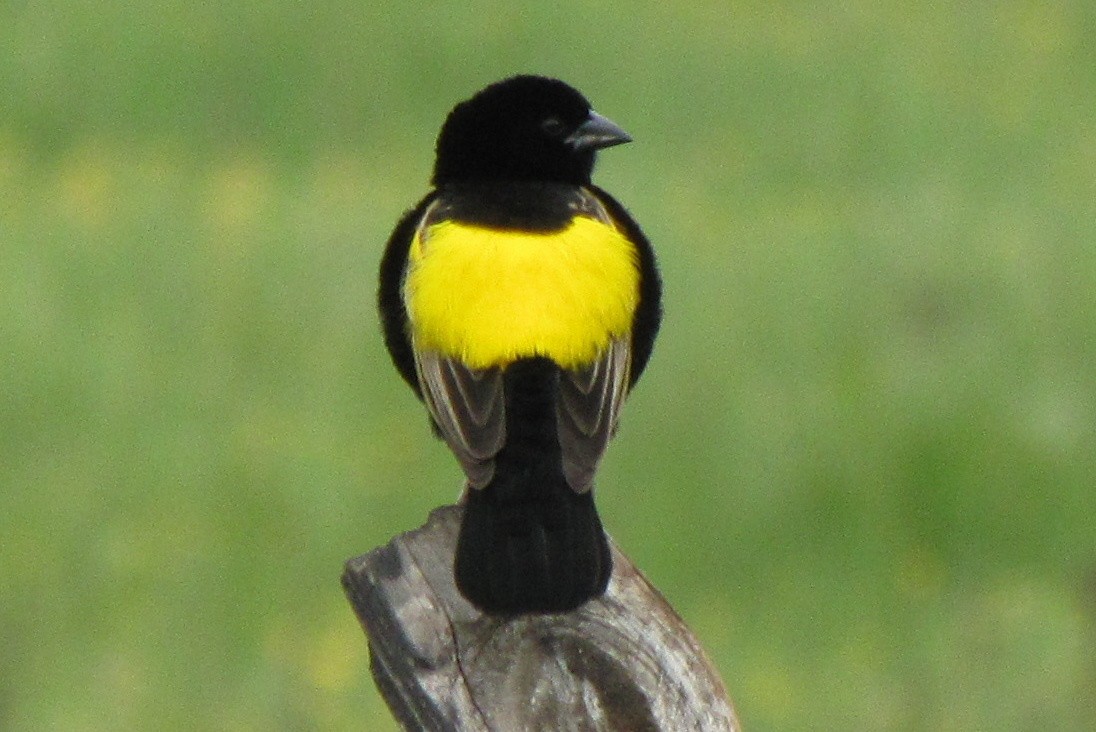 Yellow Bishop - Chris Chafer