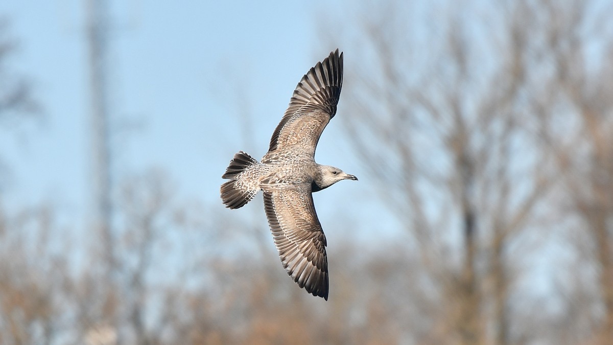 Herring Gull - ML316468181