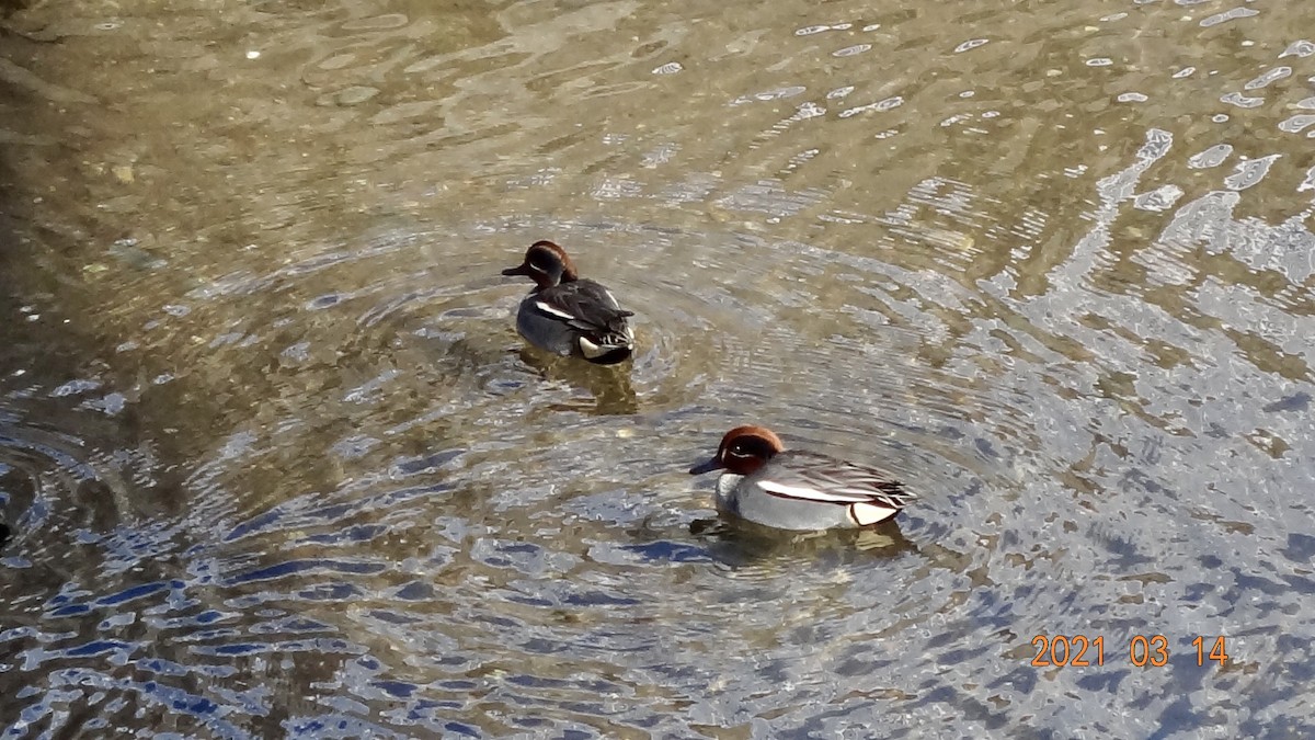 Чирянка мала - ML316469761