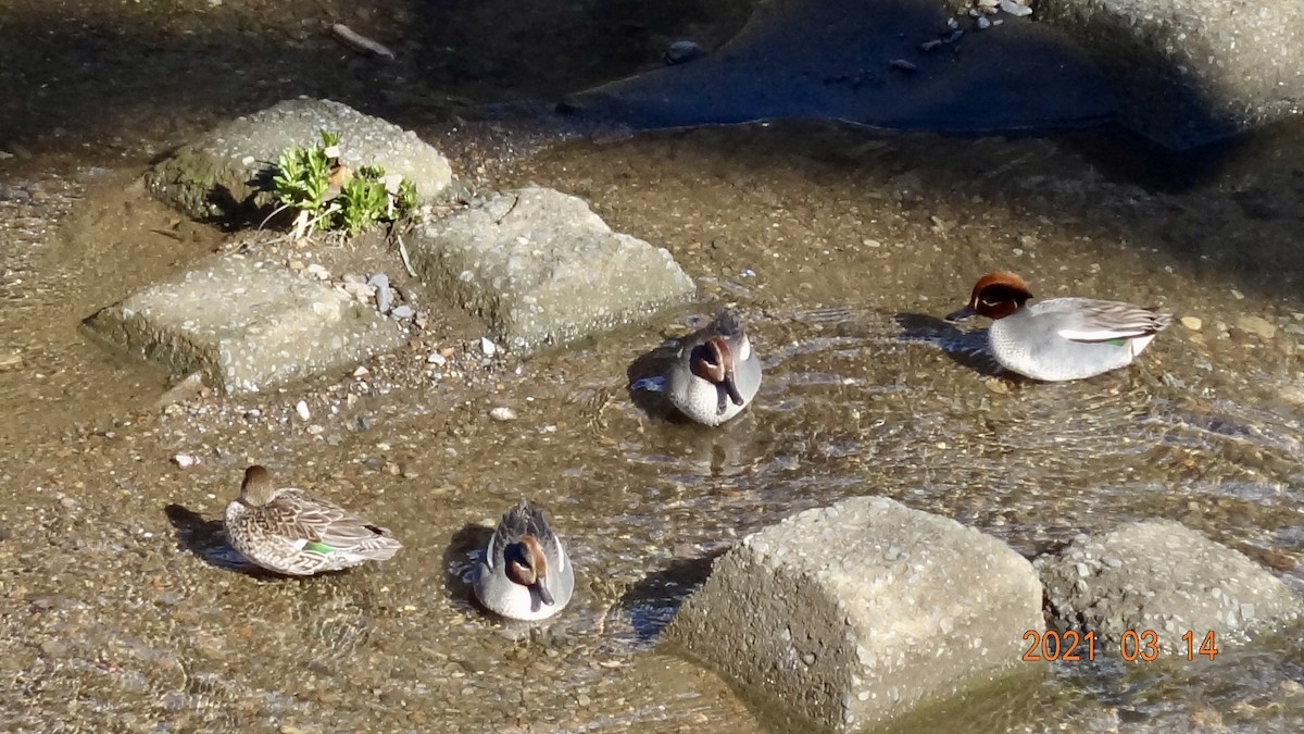 Чирянка мала - ML316469771