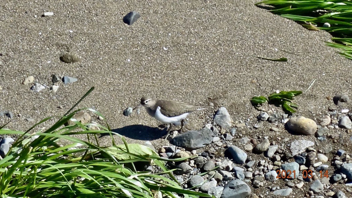 Набережник палеарктичний - ML316469821