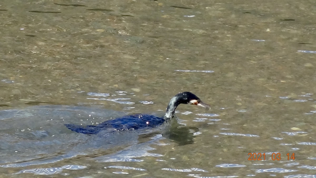 Баклан великий - ML316469891