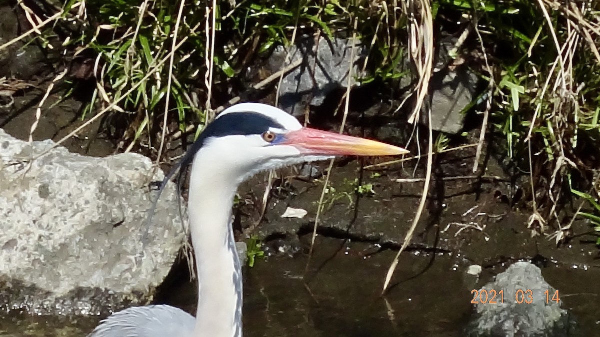 Чапля сіра - ML316469991