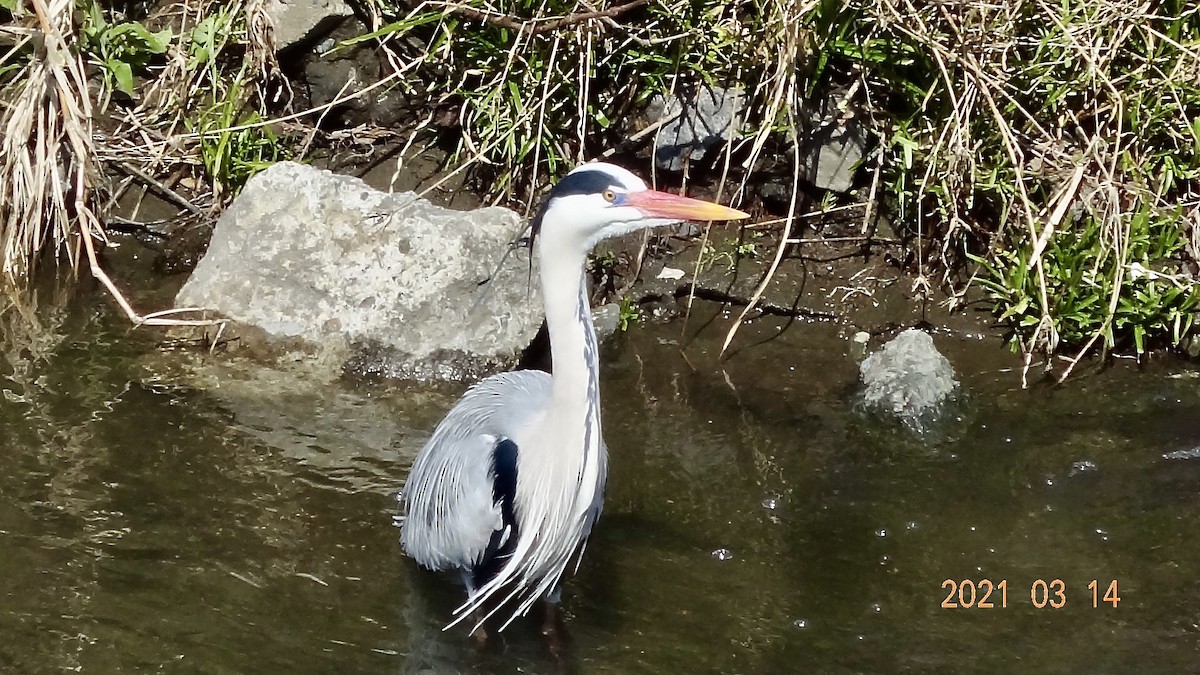 Чапля сіра - ML316470001