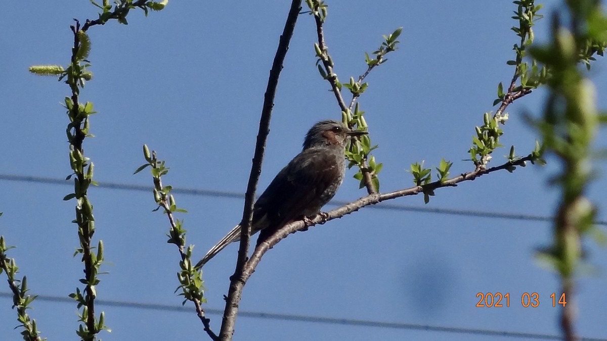 Оливник короткопалий - ML316470191