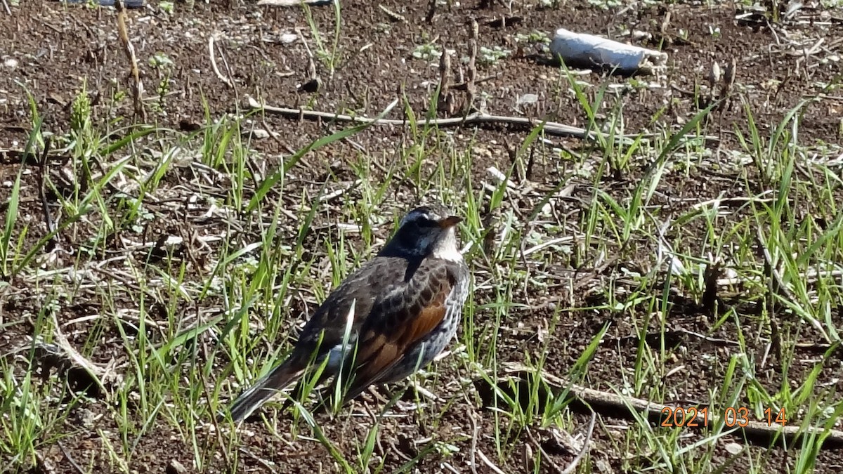 Дрізд темний - ML316470301