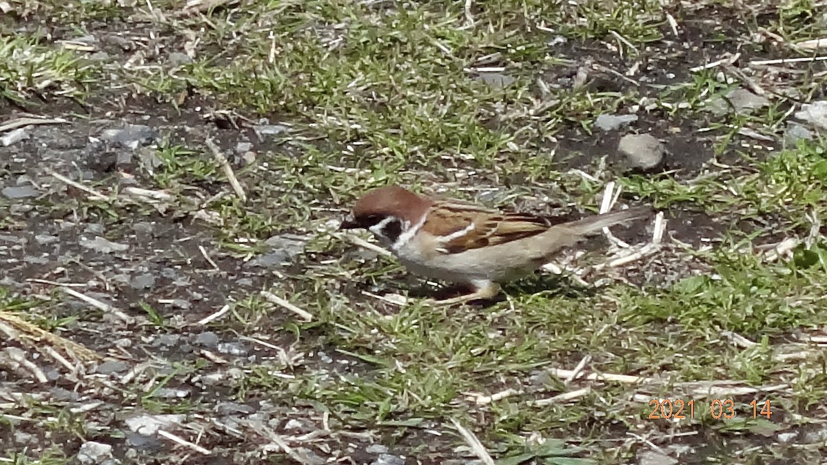 Горобець польовий - ML316470351