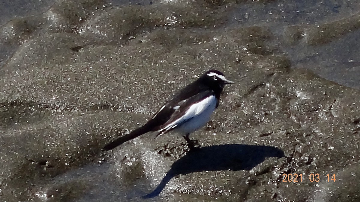 Плиска японська - ML316470441