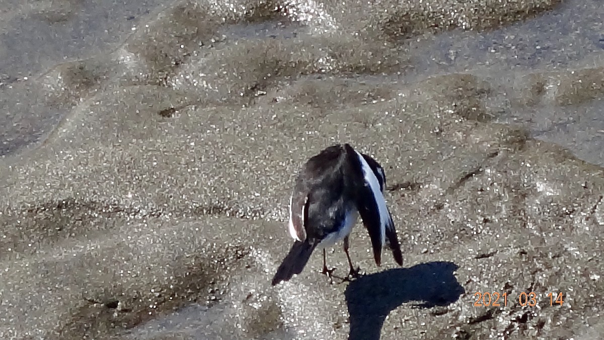 Плиска японська - ML316470451