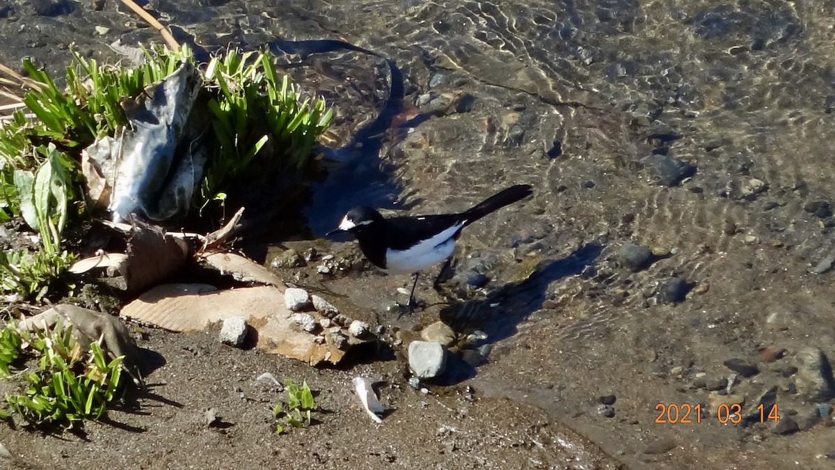 Плиска японська - ML316470461