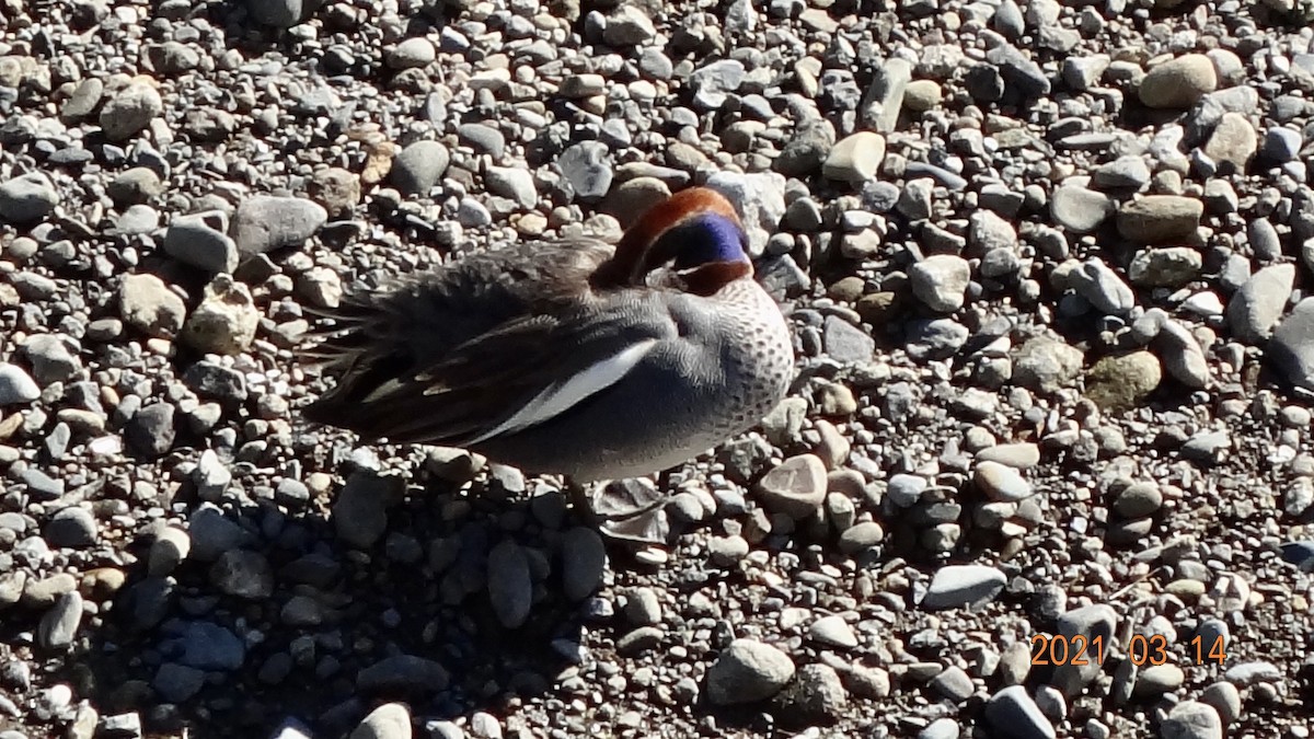 Чирянка мала - ML316470561