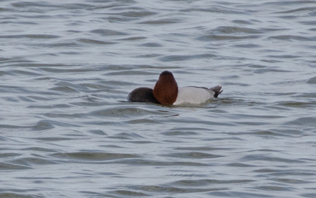 Canvasback - Lindy Fung