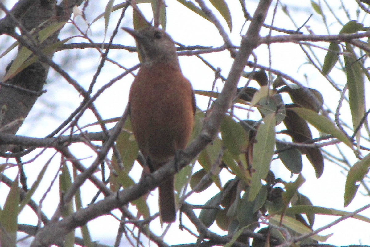 Cape Rock-Thrush - ML316471081