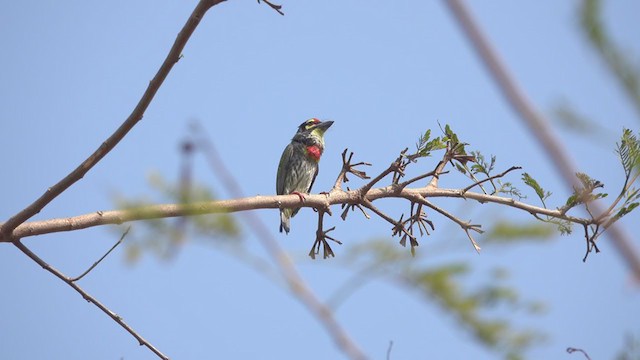 Coppersmith Barbet - ML316472101